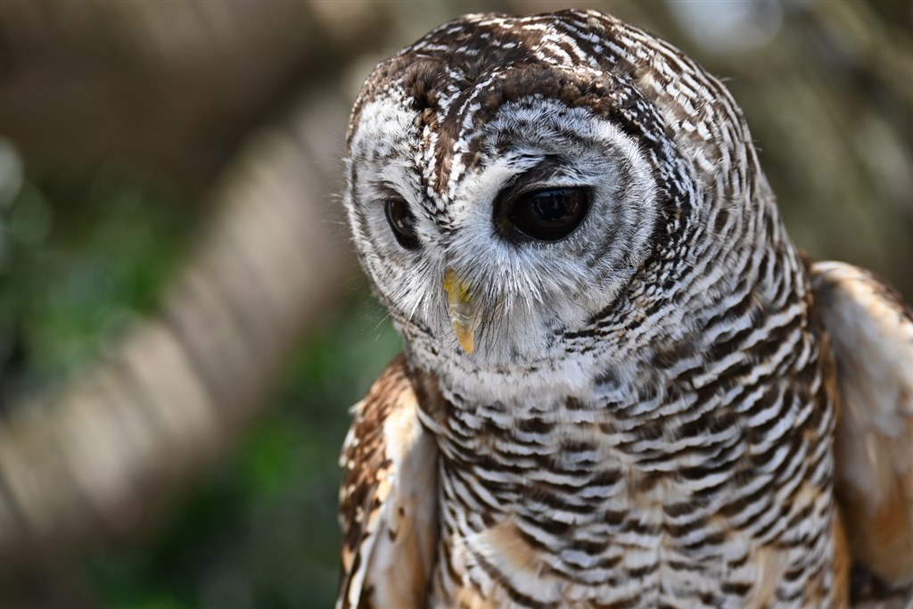 軽量コンパクト低価格なのに、めちゃくちゃ写る神レンズ』 ニコン