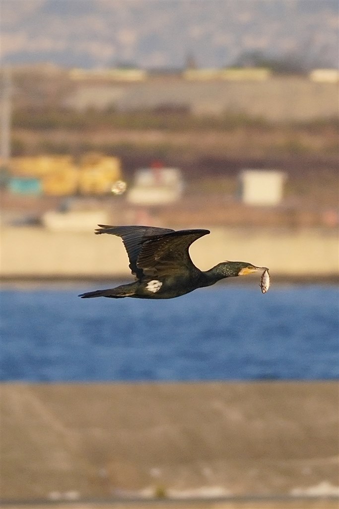 APS-C版高性能超望遠レンズ』 SONY E 70-350mm F4.5-6.3 G OSS