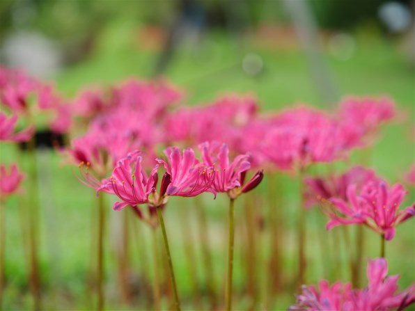 SONY Planar T* 85mm F1.4 ZA SAL85F14Z投稿画像・動画 - 価格.com SONY Planar T* 85mm F1.4 ZA SAL85F14Z投稿画像・動画 - 価格.com