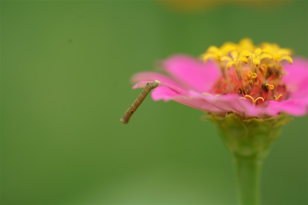 とにかく、でかくて重い』 中一光学 APO 200mm F4 MACRO 1X とにかく、でかくて重い』 中一光学 APO 200mm F4 MACRO 1X