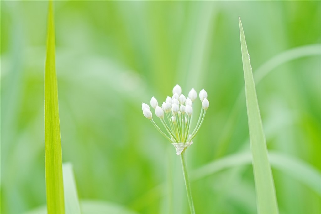 AIフォーカス最高』 SONY α6700 ILCE-6700 ボディ [ブラック AIフォーカス最高』 SONY α6700 ILCE-6700 ボディ [ブラック