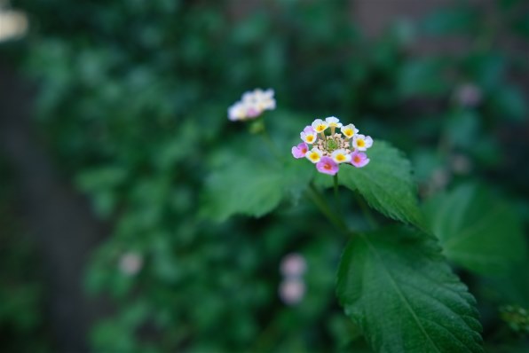 VILTROX AF 13mm F1.4 XF [フジフイルム用]で撮影された写真 - 価格.com