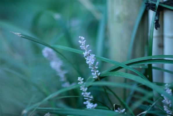 Machang Optical KamLan KL 70mm F1.1 [フジフイルム用]投稿画像・動画