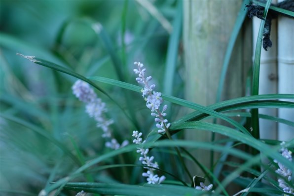 Machang Optical KamLan KL 70mm F1.1 [フジフイルム用]投稿画像・動画