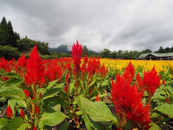 オリンパス ズイコーデジタル ED 7-14mm F4.0 レビュー評価・評判