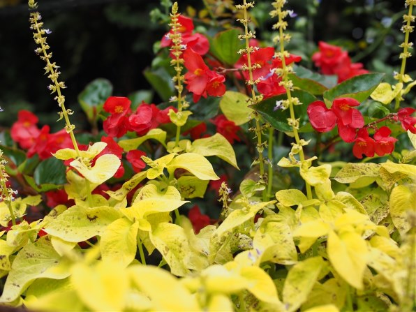 コシナ フォクトレンダー NOKTON 25mm F0.95投稿画像・動画 - 価格.com