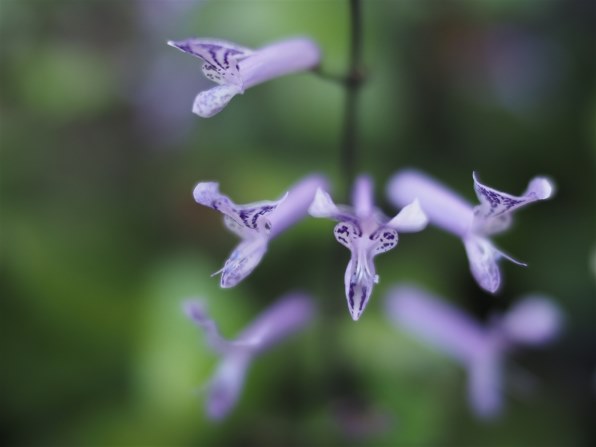 コシナ フォクトレンダー NOKTON 25mm F0.95投稿画像・動画 コシナ フォクトレンダー NOKTON 25mm F0.95投稿画像・動画