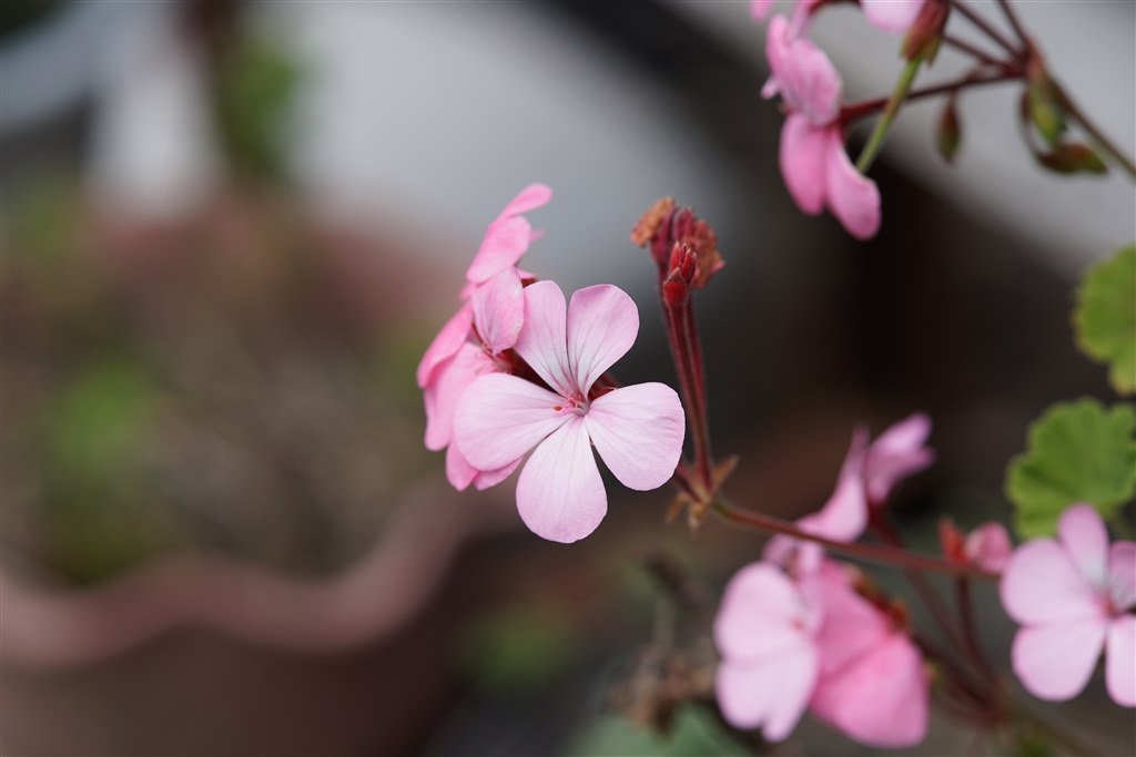 MFですが、使いやすいレンズです。』 SAMYANG 85mm F1.8 ED UMC CS