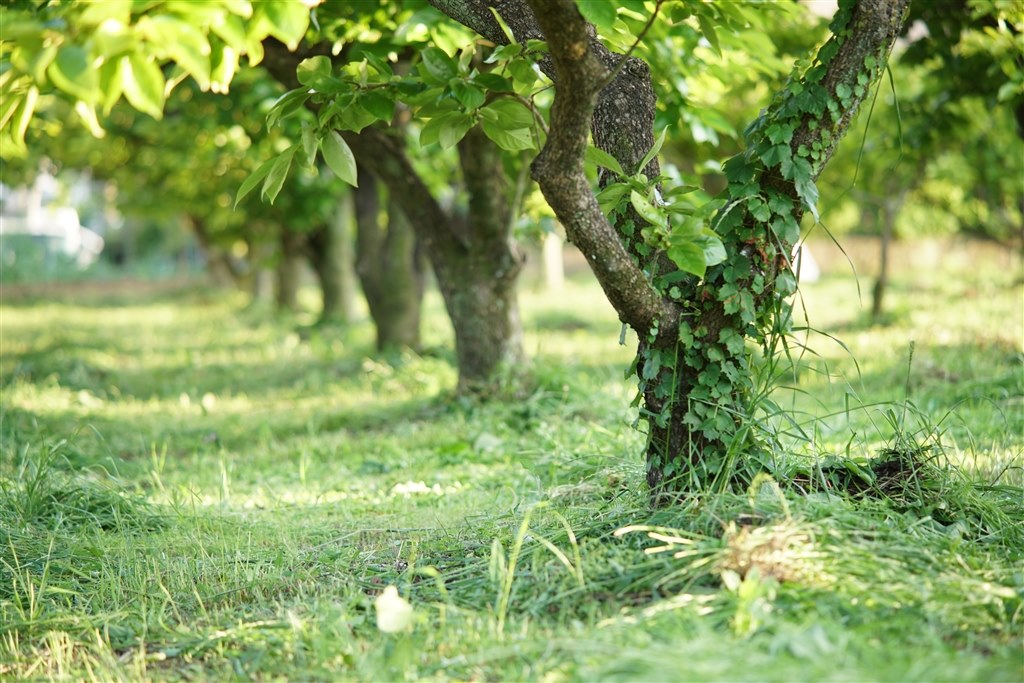 MFですが、使いやすいレンズです。』 SAMYANG 85mm F1.8 ED UMC CS