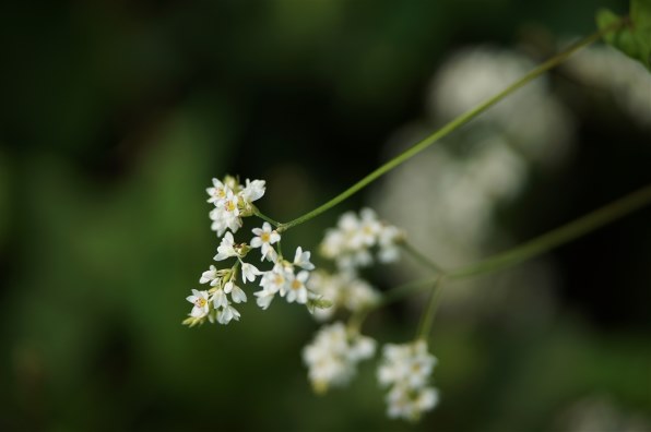 SONY α NEX-5N ボディで撮影された写真 - 価格.com