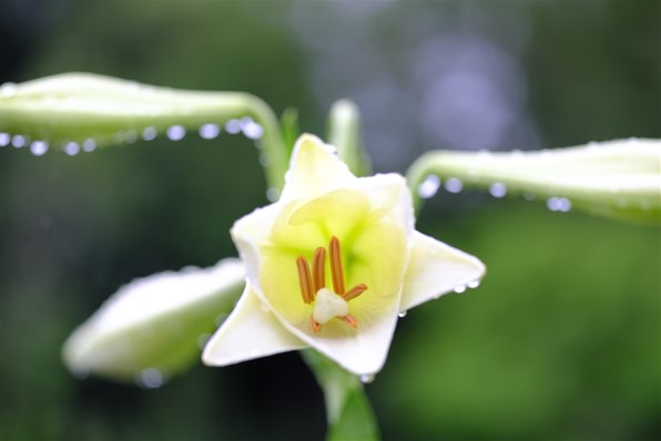 マミヤ Mamiya A 120mm F4M Macro レビュー評価・評判 - 価格.com