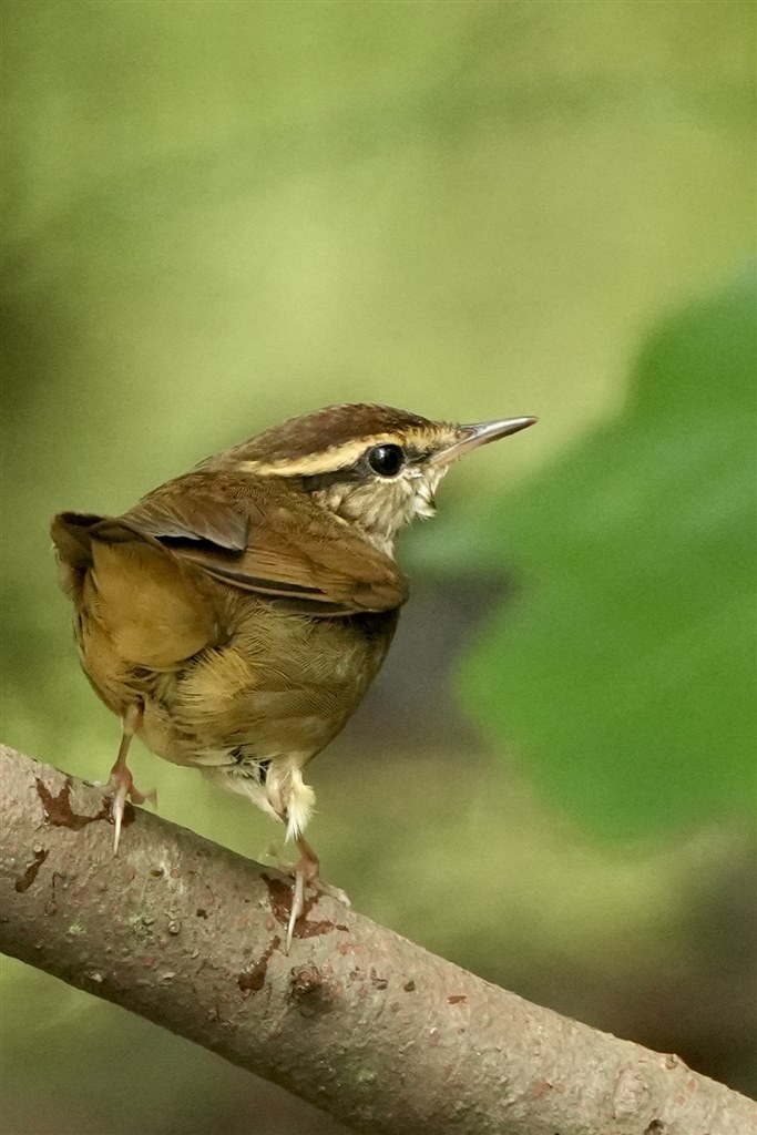 焦点距離600mmの素晴らしさ』 SONY FE 200-600mm F5.6-6.3 G OSS