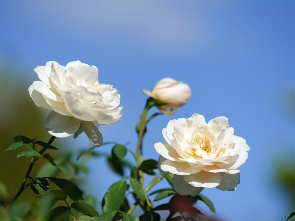 マミヤ Mamiya ULD C 105-210mm F4.5 Zoom 価格比較 - 価格.com