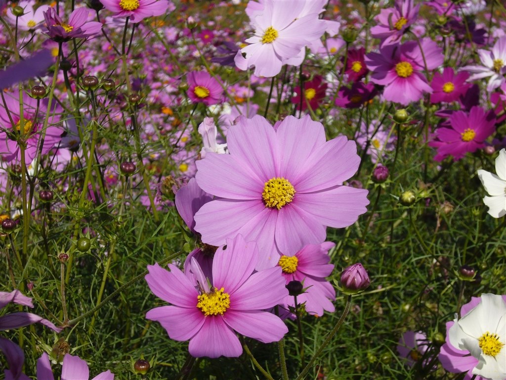 17年前のデジカメでも使える場面はある！』 パナソニック LUMIX DMC