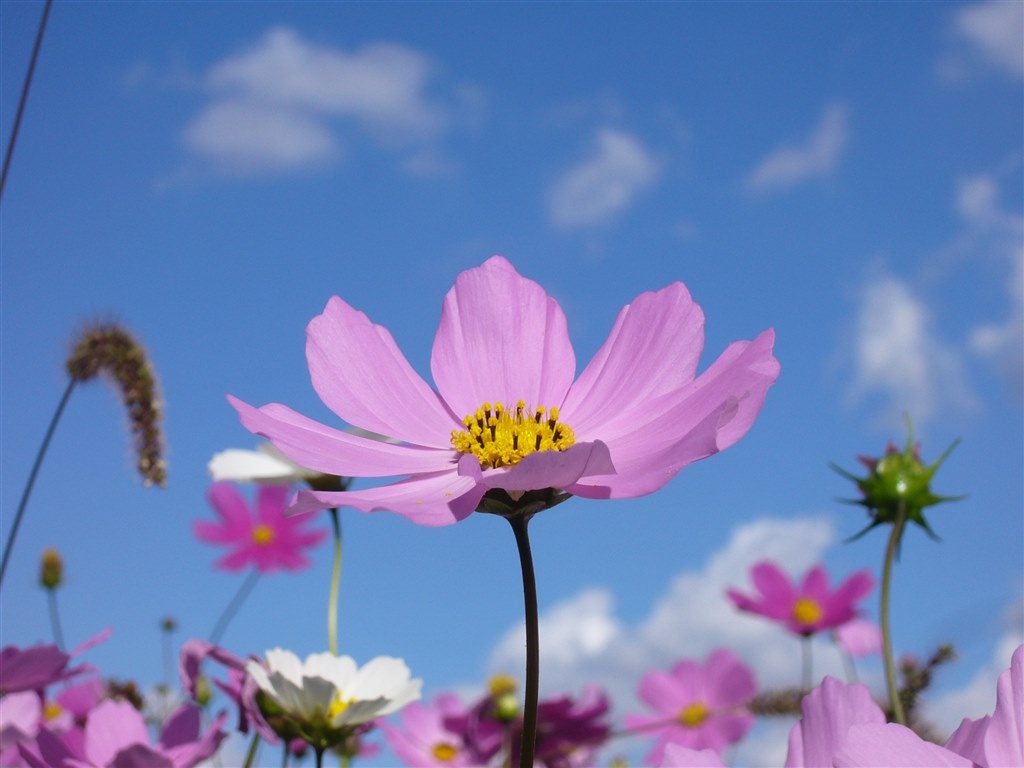 17年前のデジカメでも使える場面はある！』 パナソニック LUMIX DMC