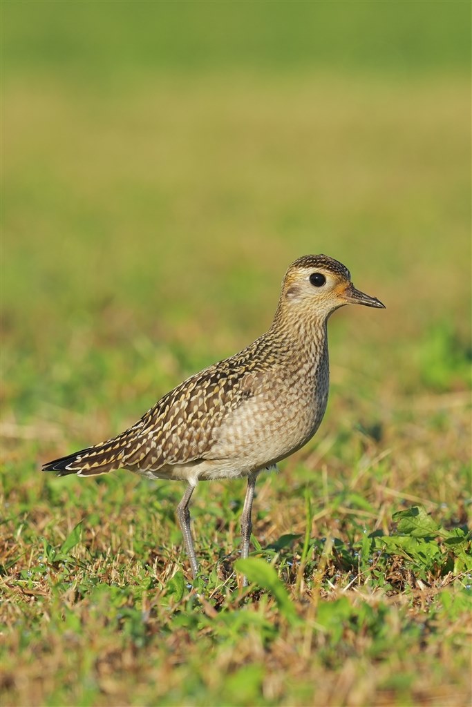 野鳥撮影ではやっぱり買ってしまう運命なのかもしれません。』 SONY FE