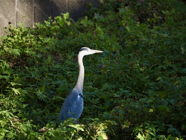 オリンパス M.ZUIKO DIGITAL ED 75-300mm F4.8-6.7 II [ブラック