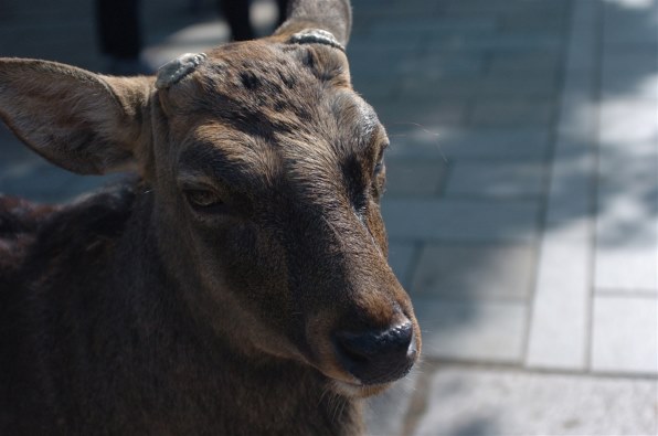 ニコン D2H ボディで撮影された写真 (レビュー) - 価格.com