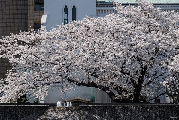 シグマ SIGMA DP3 Merrill レビュー評価・評判 - 価格.com