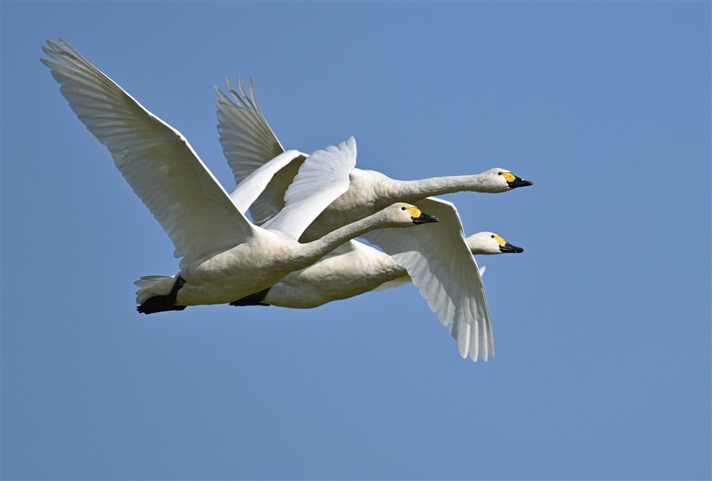 ❤️スポーツ観戦に❤️Nikon D3000 動作良好 大人気 操作性抜群 美品 ❤️