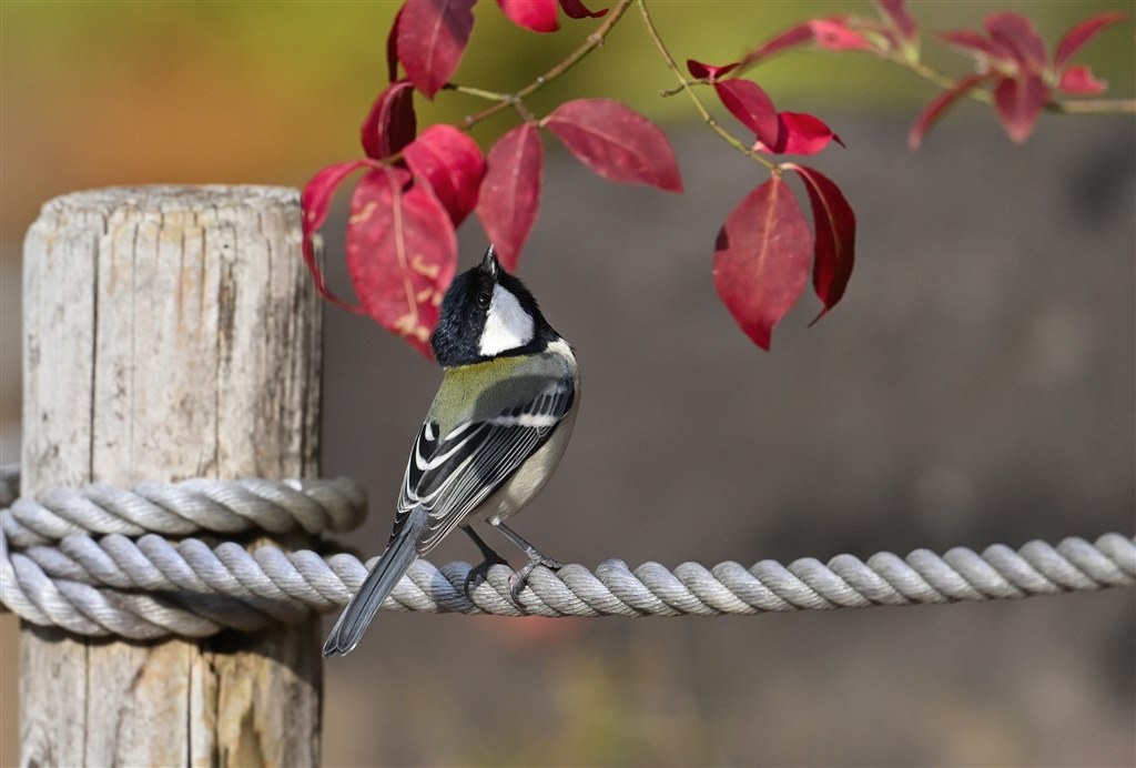 カミソリ級の解像力 野鳥撮影の「走れる4番打者」』 ニコン カミソリ級の解像力 野鳥撮影の「走れる4番打者」』 ニコン