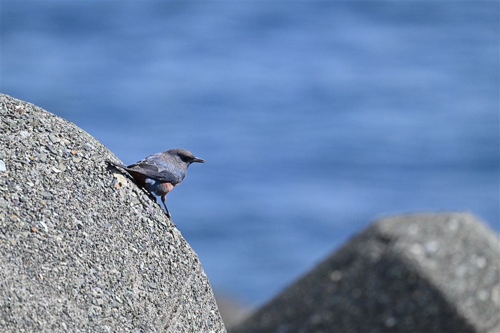 残念？→使い方次第』 ニコン NIKKOR Z 180-600mm f/5.6-6.3 VR