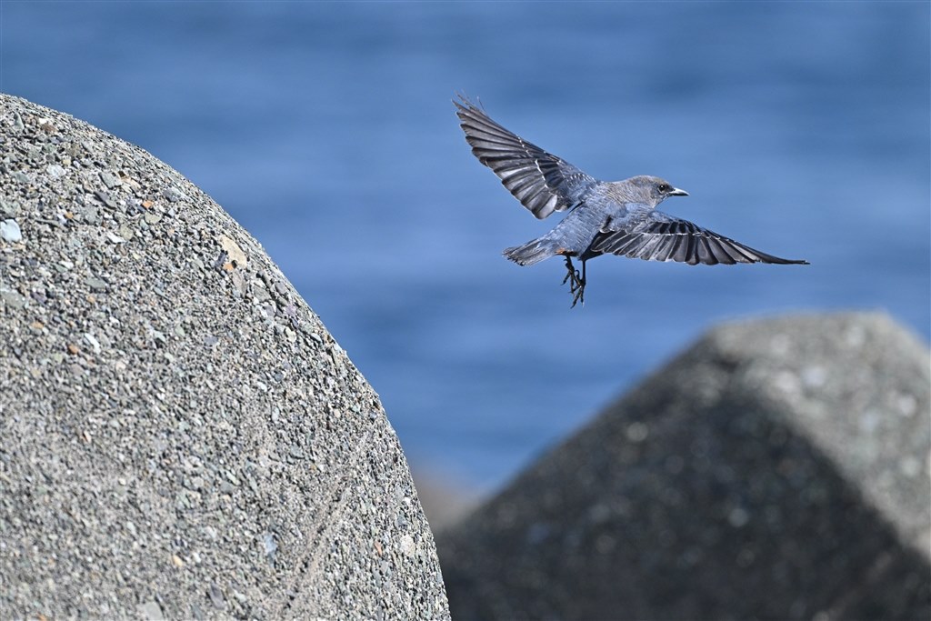 残念？→使い方次第』 ニコン NIKKOR Z 180-600mm f/5.6-6.3 VR