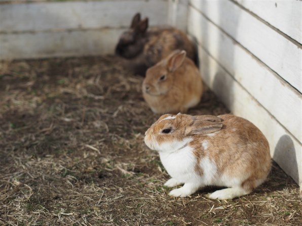 コシナ フォクトレンダー NOKTON 42.5mm F0.95 価格比較 - 価格.com