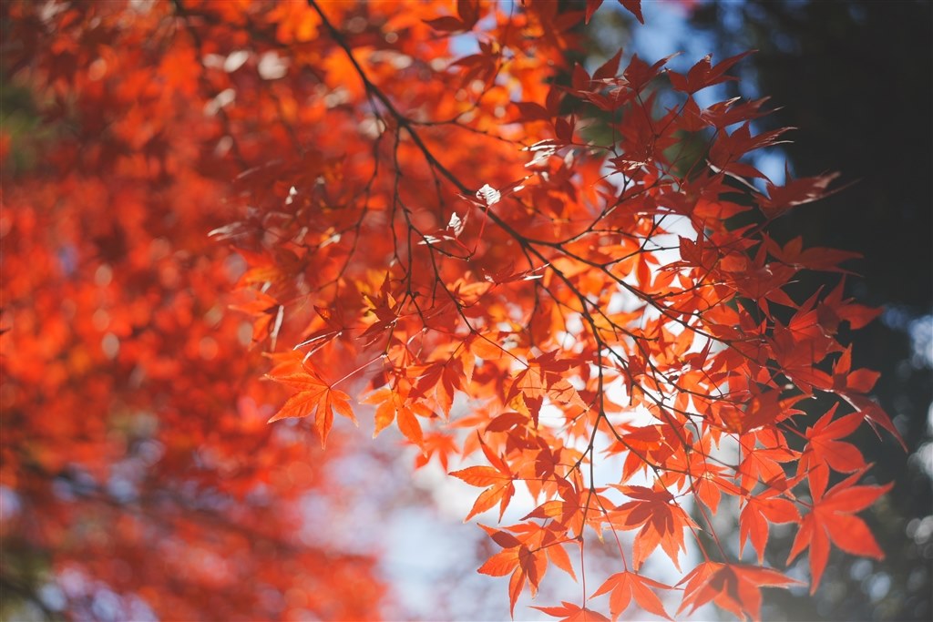 パナソニックS5iiと比較して』 SONY α7C II ILCE-7CM2 ボディ