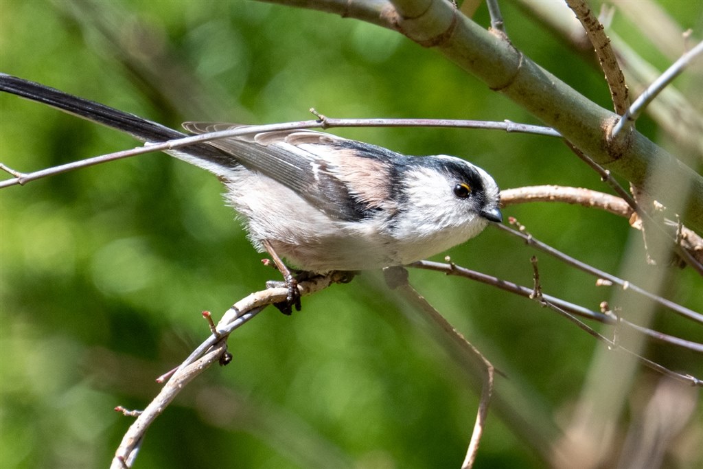 RFからZにマウント変更させた小さな名機』 ニコン Z 50 ボディ