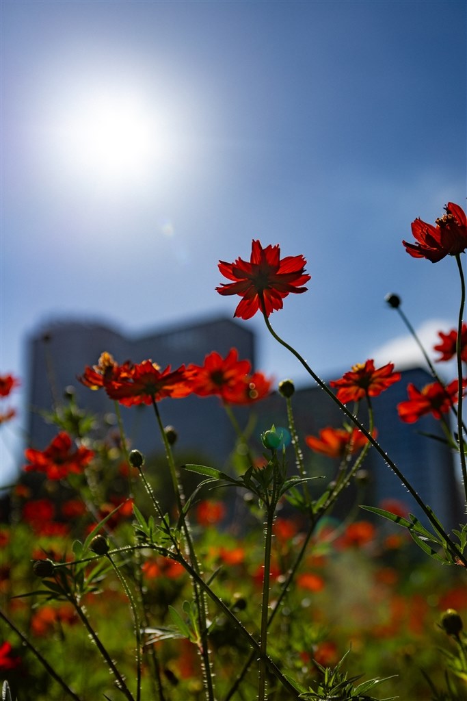 ずっと大切にしたいレンズ』 CANON EF28-70mm F2.8L USM まりっもさんのレビュー評価・評判 - 価格.com