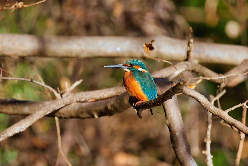 野鳥撮影で本機とRF100-400が撒き餌セット』 CANON EOS R7 ボディ