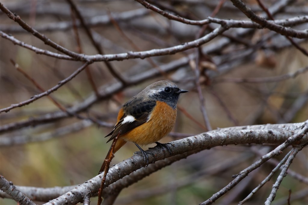 Canon EOS R7 ＋RF100-400 RF50 f1.8付き Canon EOS R7 ＋RF100-400 RF50 f1.8付き Canon EOS R7 + RF 100-400mm