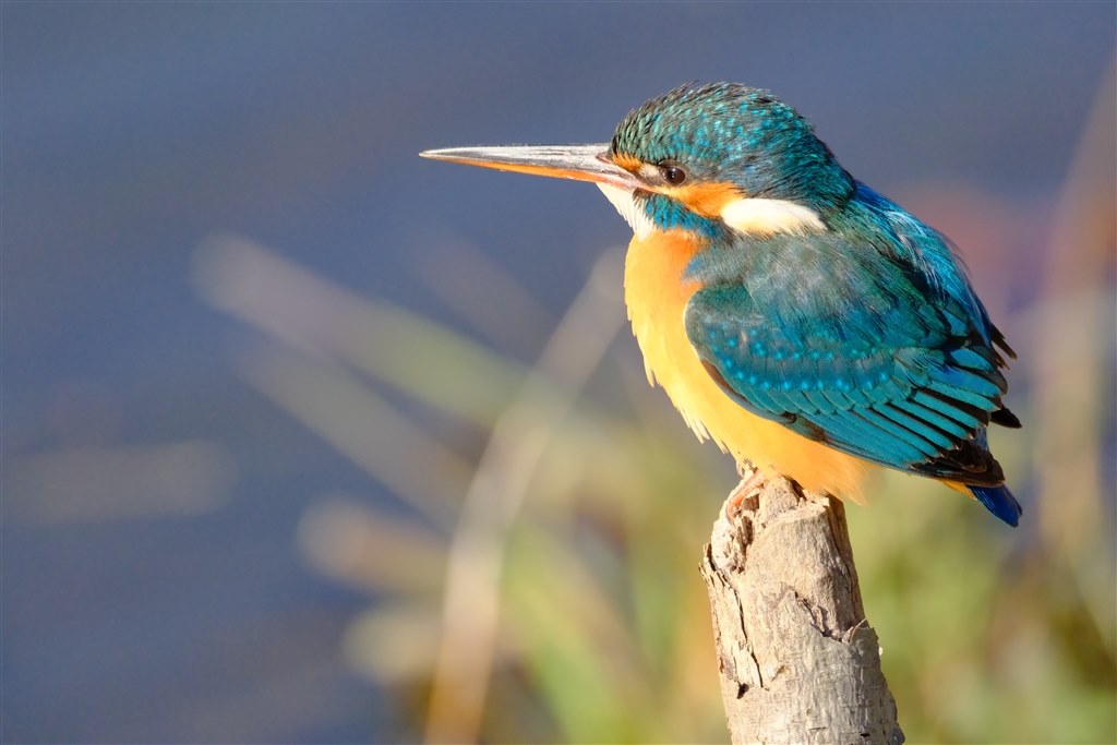 野鳥撮影の、強力な武器！！』 富士フイルム フジノンレンズ XF150