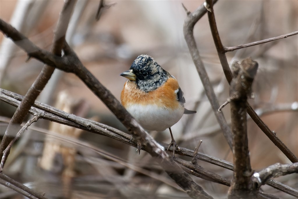 野鳥最強の手持ちレンズ』 OMデジタルソリューションズ OM SYSTEM M