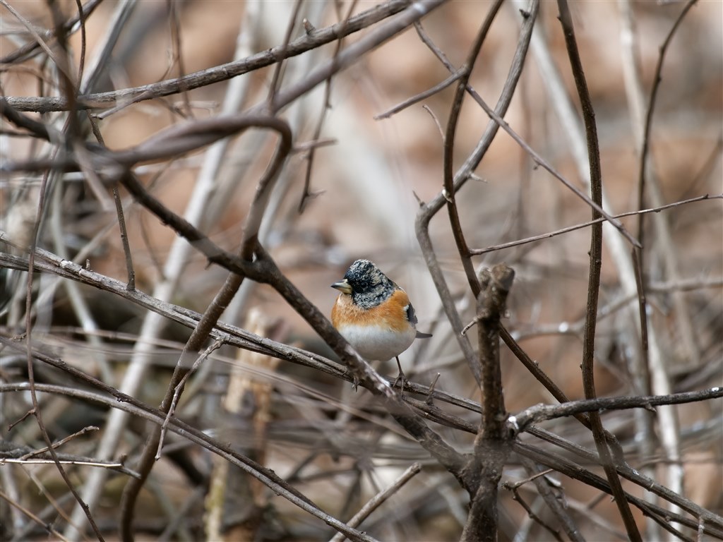 野鳥最強の手持ちレンズ』 OMデジタルソリューションズ OM SYSTEM M