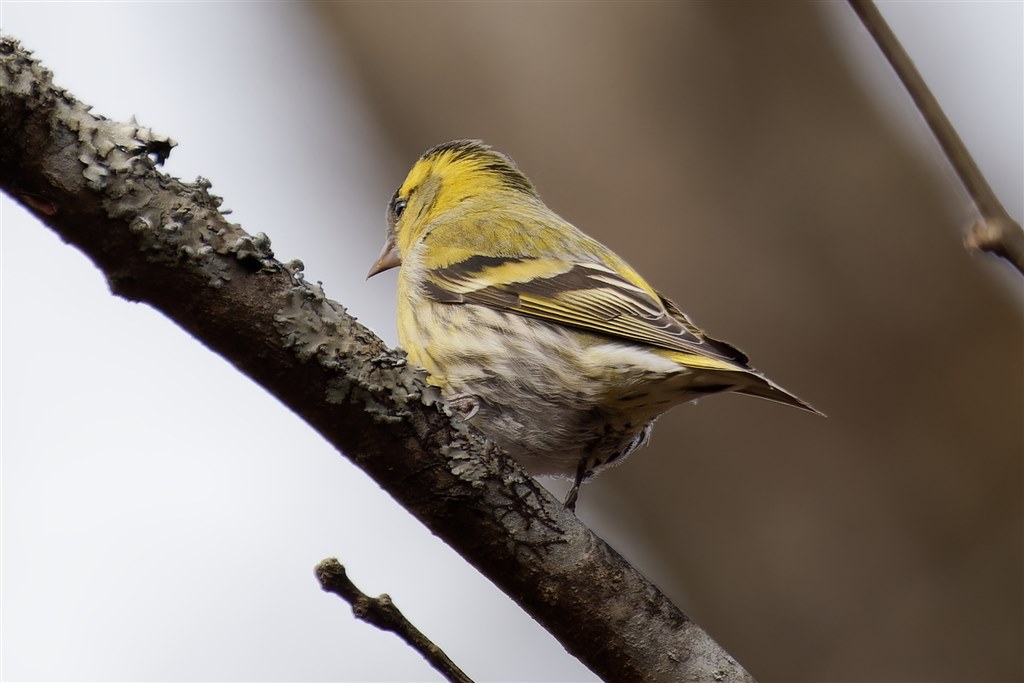 野鳥最強の手持ちレンズ』 OMデジタルソリューションズ OM SYSTEM M