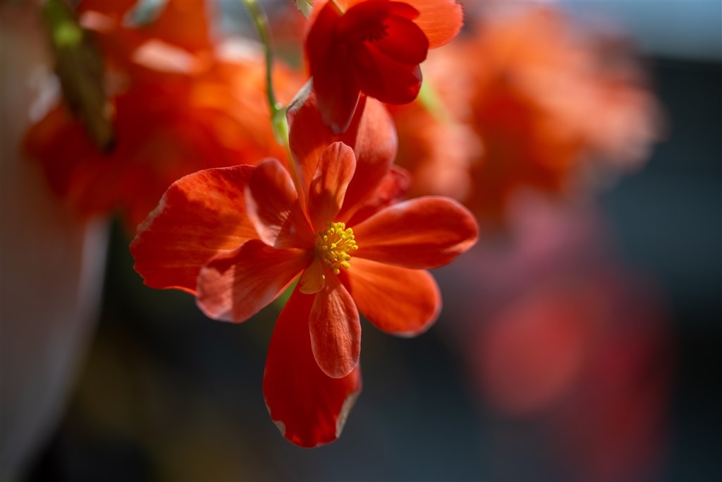 外国製の美しいガラス◾️超美しい大きな花が幾つも散りばめられた超特大な花瓶 素晴らしい写りだけど、サイズが・・・』 ニコン NIKKOR Z 70