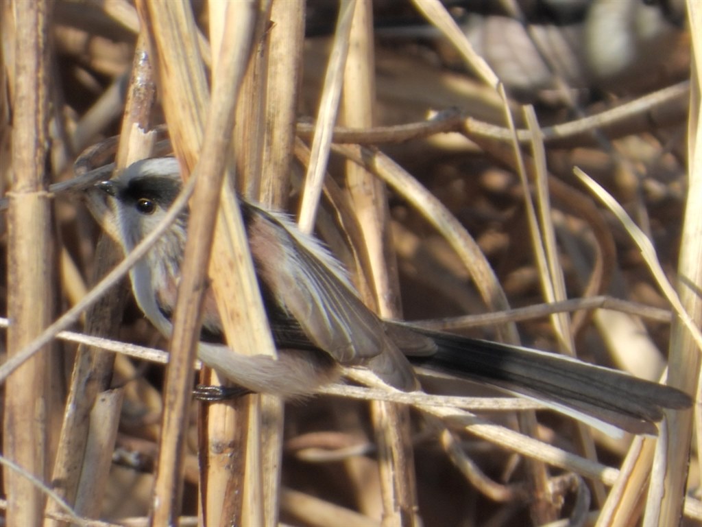Nikon COOLPIX P1000 125倍ズーム 野鳥 月 プロ級撮影OK ニコンCOOLPIX P1000 － 125倍ズームを持つコンパクトカメラ | CineD