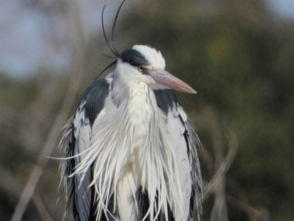 野鳥観察のお供はNikon一択です。』 ニコン COOLPIX P1000 utsun