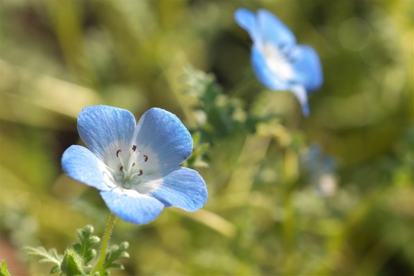 CANON EOS Kiss X2 ボディ投稿画像・動画 - 価格.com