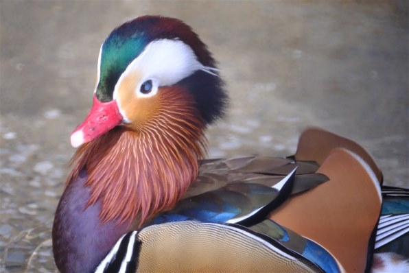 フジノン T400mm F8 おまけ付き C4547410467031_s.jpg