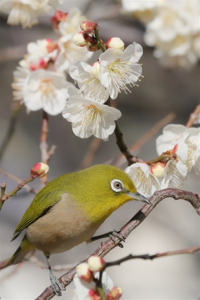 Canon EF70-300mm f4-5.6L IS USM【作例あり】 EF70-300mm F4-5.6 IS USMで撮影された写真 | 写真検索 | GANREF