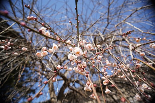 中一光学 SPEEDMASTER 20mm F0.95 ASPH. ブラック [ソニーE用]投稿画像