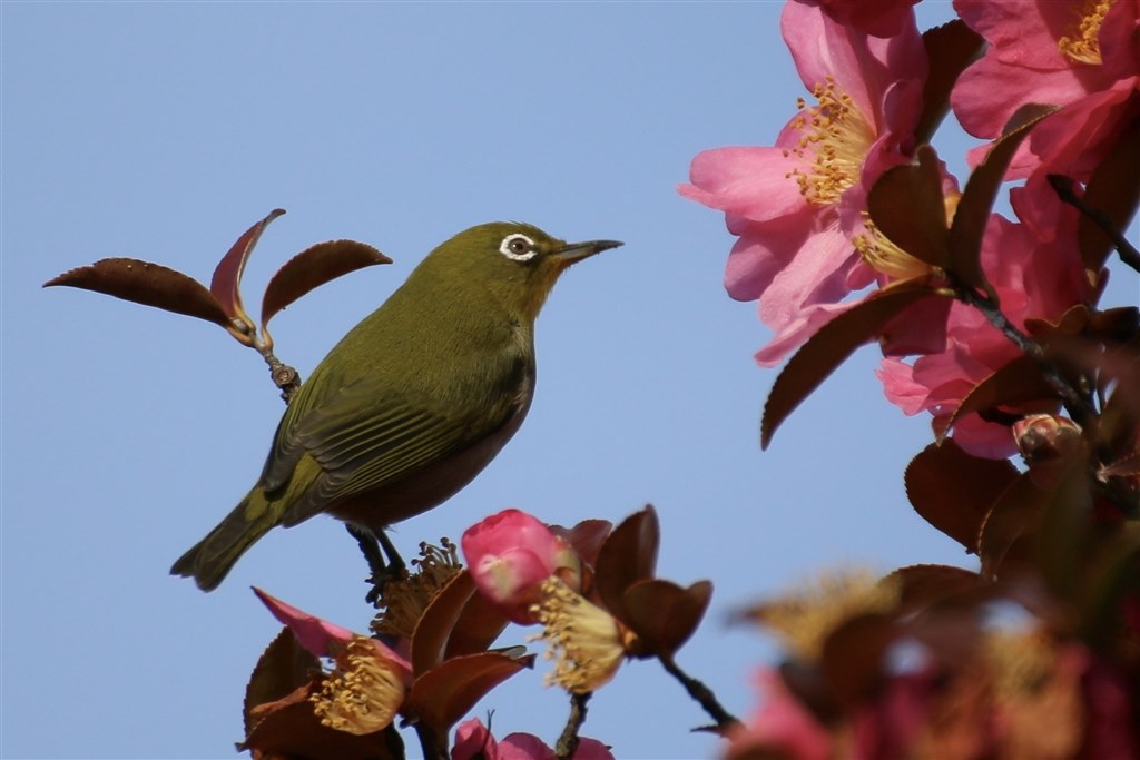 未だに現役カメラに脱帽』 CANON EOS 70D EF-S18-135 IS STM 未だに現役カメラに脱帽』 CANON EOS 70D EF-S18-135 IS STM