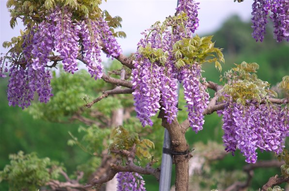 ペンタックス PENTAX K-5 ボディ投稿画像・動画 - 価格.com