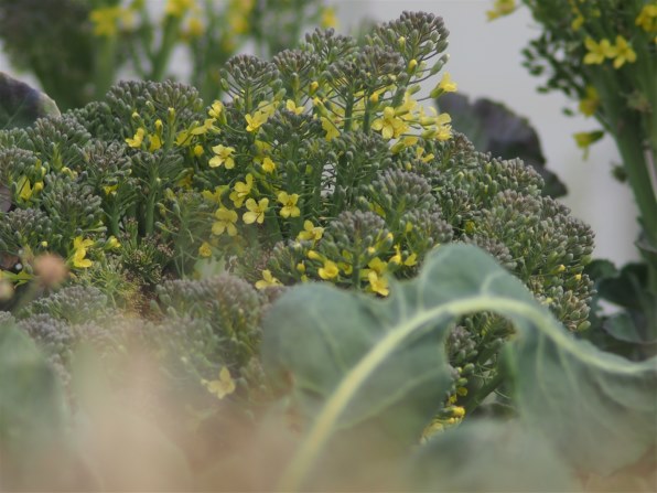 京セラ Carl Zeiss Sonnar T* 135mm F2.8 (MM)投稿画像・動画 - 価格.com