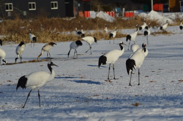 ニコン D3200 ボディ投稿画像・動画 - 価格.com