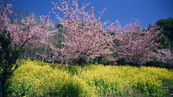 【レア】作例有 SIC Nikon Nikkor Ai-s 20mm F2.8 ニコン NIKKOR AI-S 20mm F/2.8 レア】作例有 SIC Nikon Nikkor Ai-s 20mm