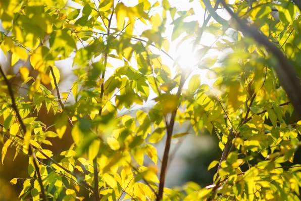 SONY Planar T* 85mm F1.4 ZA SAL85F14Z投稿画像・動画 - 価格.com SONY Planar T* 85mm F1.4 ZA SAL85F14Z投稿画像・動画 - 価格.com